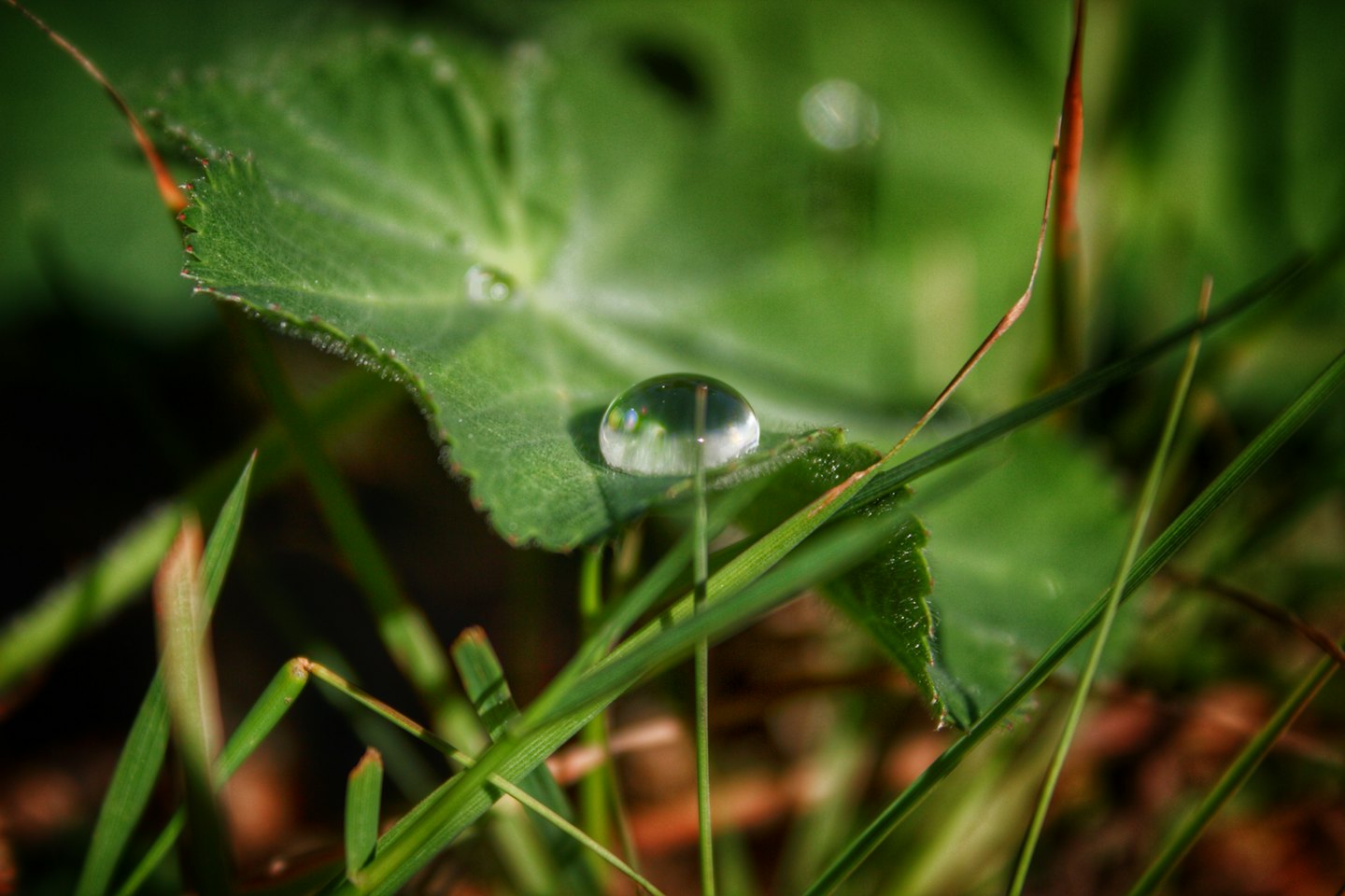 Dewdrop on a green leaf with reflections.